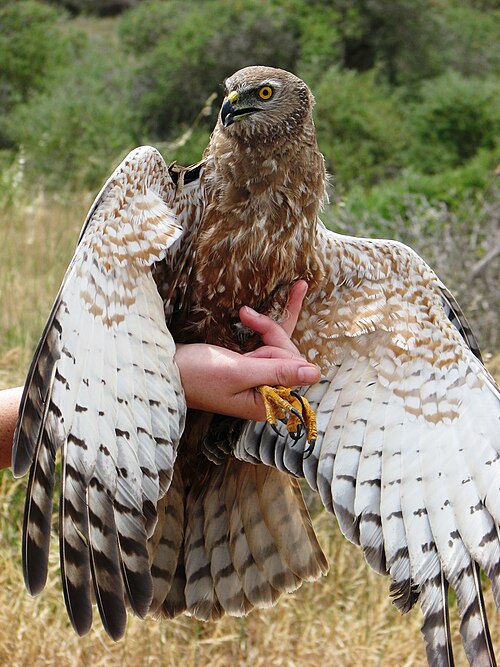 African Marsh Harrier (Circus ranivorus)