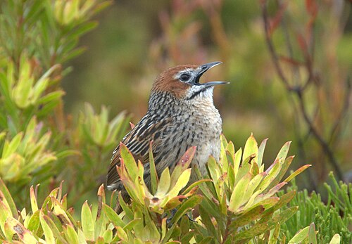 Cape Grassbird (Sphenoeacus afer)