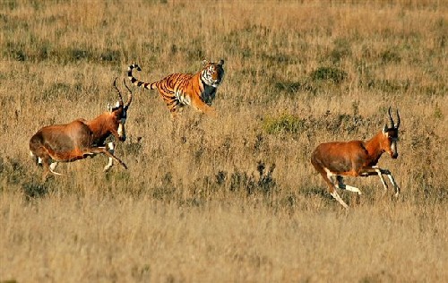 Laohu Valley Reserve, Free State