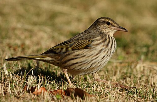 Striped Pipit (Anthus lineiventris)