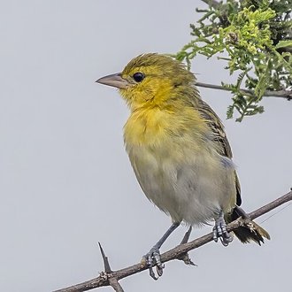 Lesser Masked Weaver (Ploceus intermedius)