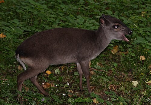 Blue Duiker (Philantomba monticola)
