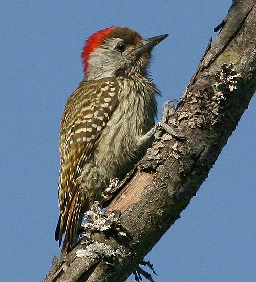 Cardinal Woodpecker (Dendropicos fuscescens)