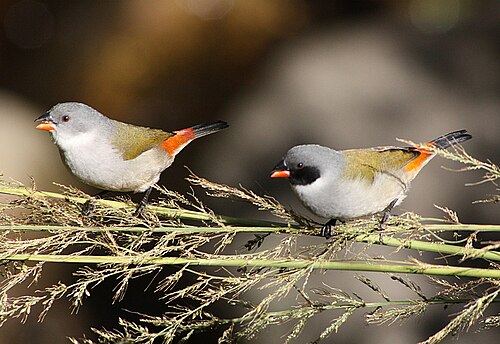 Swee Waxbill (Coccopygia melanotis)