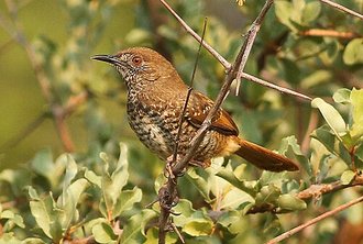 Barred Wren-Warbler (Calamonastes fasciolatus)