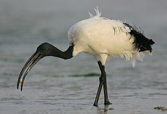African Sacred Ibis (Threskiornis aethiopicus)