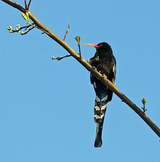 Green Woodhoopoe (Phoeniculus purpureus)