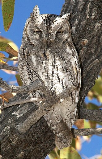 African Scops Owl (Otus senegalensis)