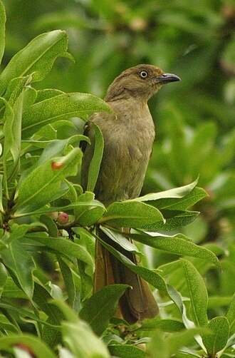 Sombre Greenbul (Andropadus importunus)