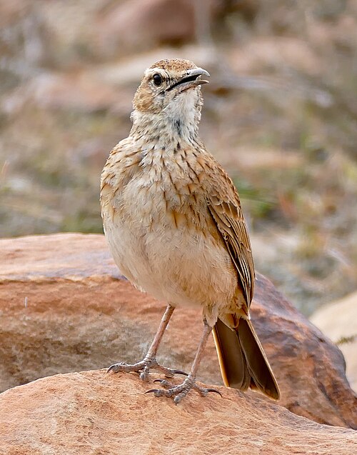 Eastern Long-billed Lark (Certhilauda semitorquata)