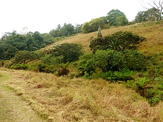 Springside Nature Reserve, KwaZulu-Natal