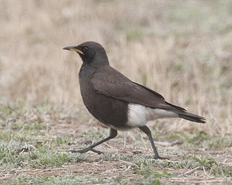 Pied Starling (Lamprotornis bicolor)