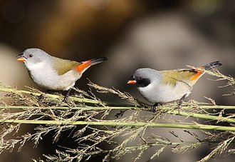 Swee Waxbill (Coccopygia melanotis)