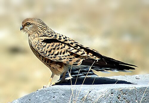 Greater Kestrel (Falco rupicoloides)