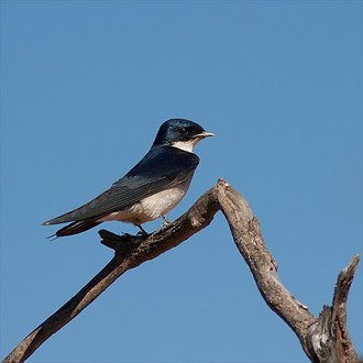 Pearl-breasted Swallow (Hirundo dimidiata)
