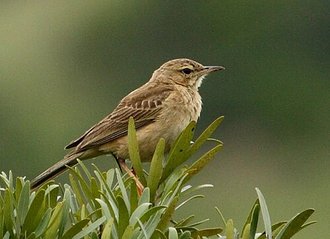 Buffy Pipit (Anthus vaalensis)