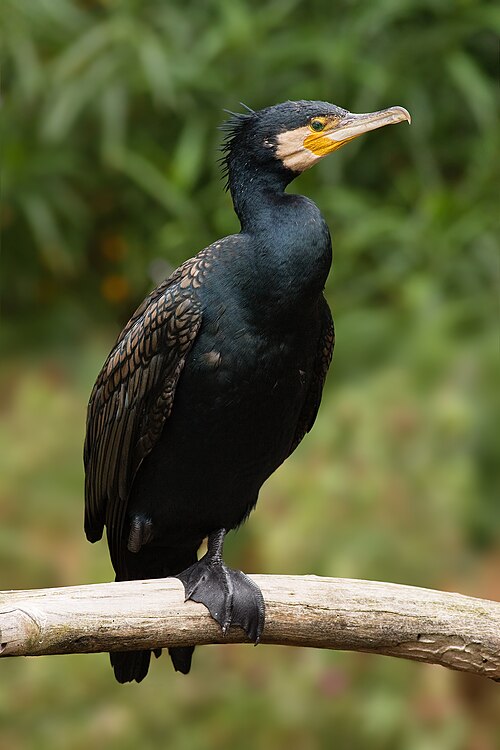 Great Cormorant (Phalacrocorax carbo)