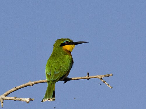 Little Bee-eater (Merops pusillus)