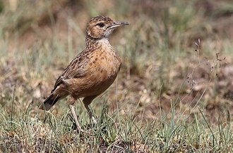 Spike-heeled Lark (Chersomanes albofasciata)
