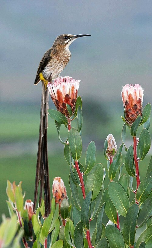 Cape Sugarbird (Promerops cafer)