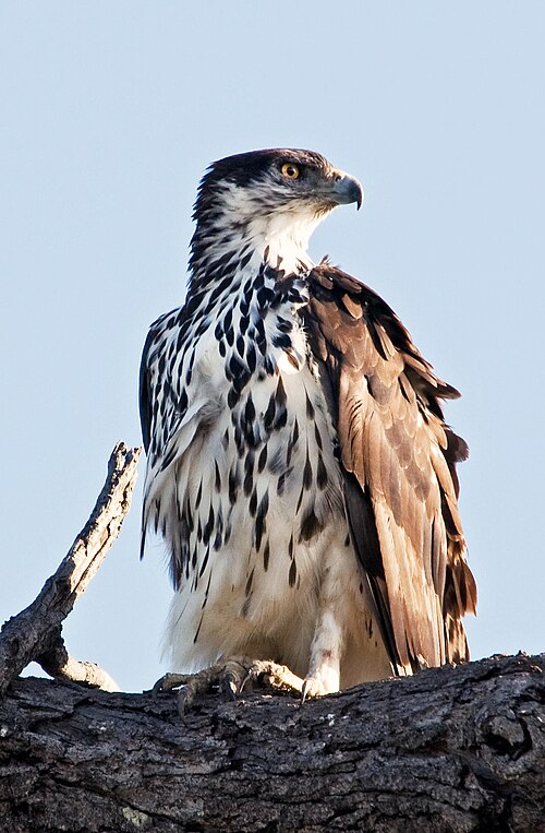 African Hawk-Eagle (Aquila spilogaster)