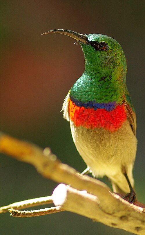 Southern Double-collared Sunbird (Cinnyris chalybeus)