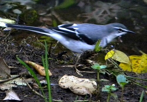 Mountain Wagtail (Motacilla clara)