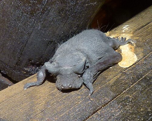 Angolan Free-tailed Bat (Mops condylurus)