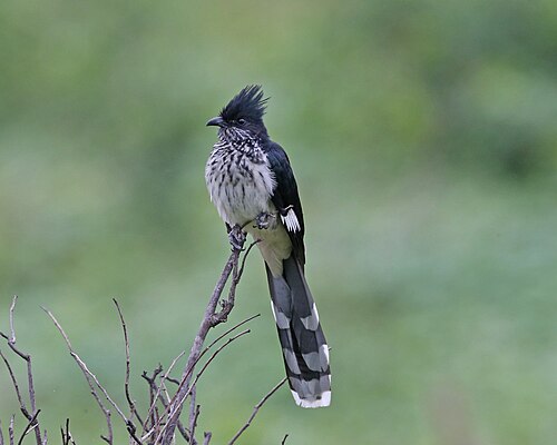 Levaillant's Cuckoo (Clamator levaillantii)