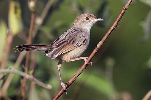 Rattling Cisticola (Cisticola chiniana)