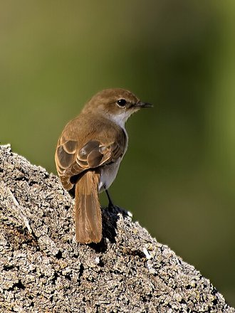 Marico Flycatcher (Bradornis mariquensis)