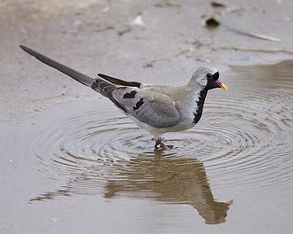 Namaqua Dove (Oena capensis)