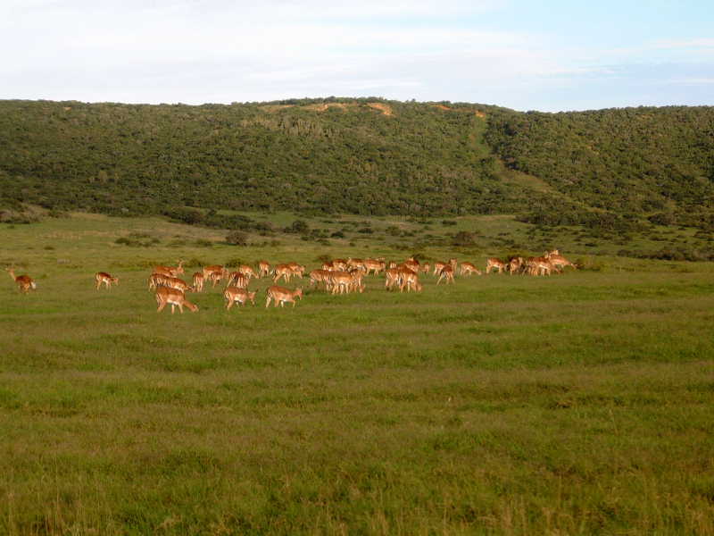 Shamwari Private Game Reserve, Eastern Cape