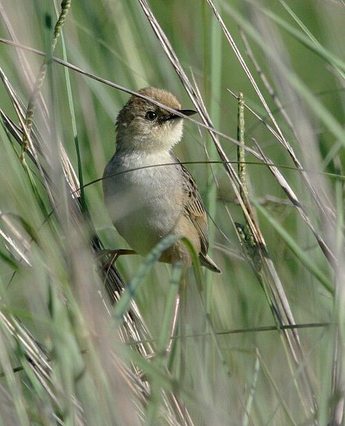 Pale-crowned Cisticola (Cisticola cinnamomeus)