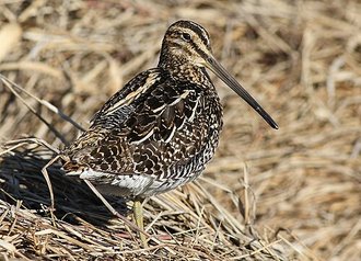 African Snipe (Gallinago nigripennis)