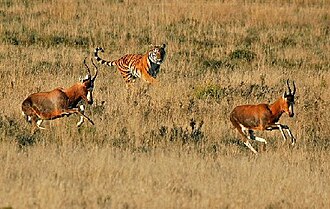 Laohu Valley Reserve, Free State