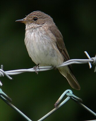 Spotted Flycatcher (Muscicapa striata)