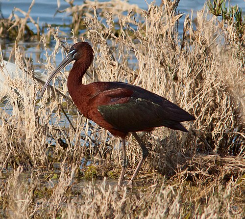 Glossy Ibis (Plegadis falcinellus)