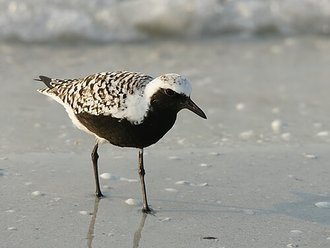 Grey Plover (Pluvialis squatarola)