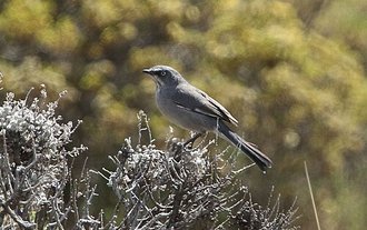 Layard's Warbler (Sylvia layardi)