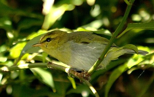 Yellow-throated Woodland Warbler (Phylloscopus ruficapilla)