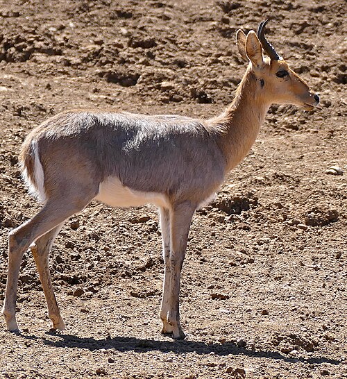 Mountain Reedbuck (Redunca fulvorufula)
