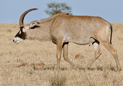 Roan Antelope (Hippotragus equinus)