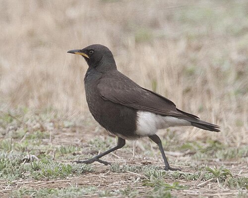 Pied Starling (Lamprotornis bicolor)