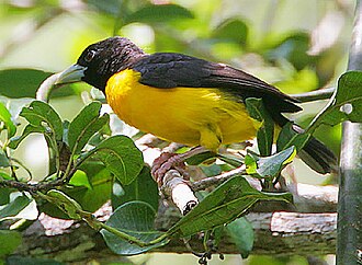 Dark-backed Weaver (Ploceus bicolor)
