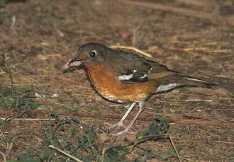 Orange Ground Thrush (Geokichla gurneyi)