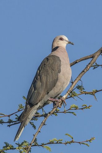 Red-eyed Dove (Streptopelia semitorquata)