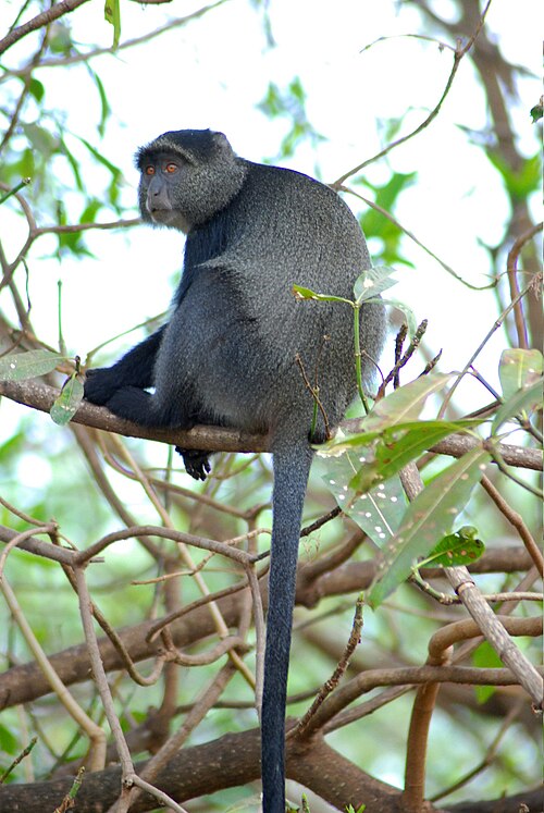 Blue Monkey (Cercopithecus mitis)