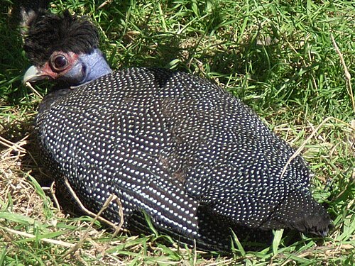 Crested Guineafowl (Guttera pucherani)