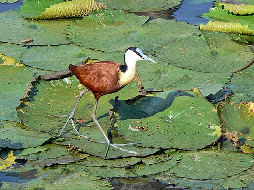 African Jacana (Actophilornis africanus)
